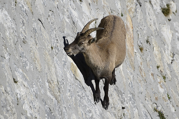 Dê Alpine Ibex là một loài động vật có vú trong họ Bovidae, bộ Artiodactyla. Loài này được Linnaeus mô tả năm 1758, thường gặp nhiều ở vùng Alps.