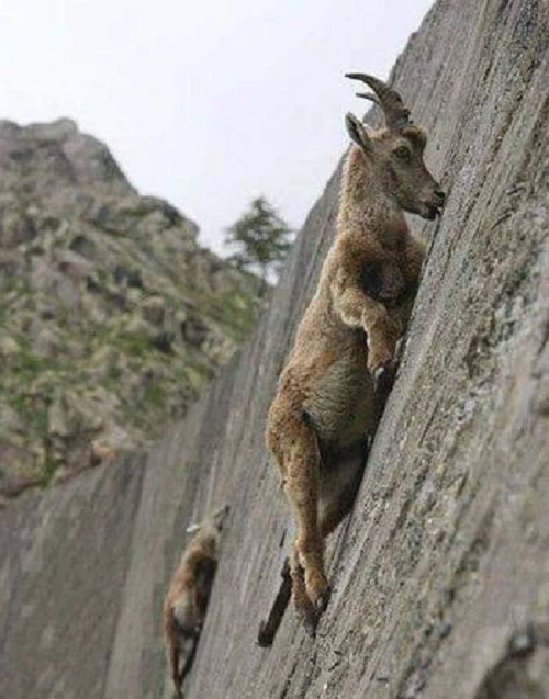 Vậy điều gì đã khiến những con dê Ibex phải mạo hiểm tính mạng của chúng đến vậy? Nguyên nhân là vì muối và những khoáng chất chảy ra từ loại đá được dùng để xây dựng lên con đập này.