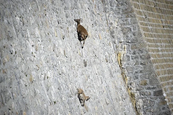 Dê Ibex sở hữu cơ bắp chắc khỏe và khả năng khéo léo từ hệ thần kinh thép đã giúp chúng có được khả năng leo trèo đỉnh cao của mình. Nhưng cũng chính vì lý do cần duy trì cơ bắp và hệ thần kinh khỏe mạnh đó, dê Ibex phải trèo lên những con dốc thẳng đứng của các con đập.