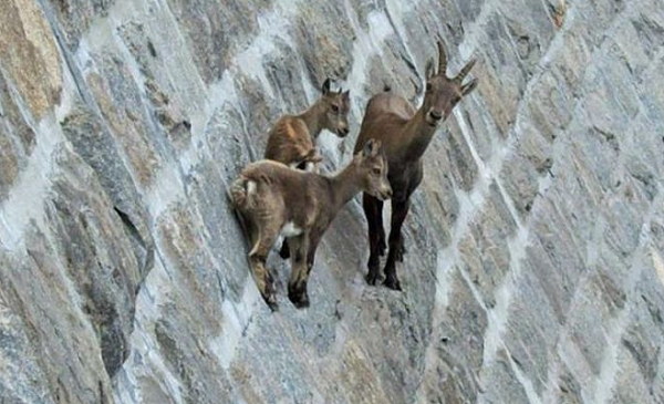 Thiếu những khoáng chất này, những con dê Ibex sẽ không thể xây dựng được một hệ xương chắc khỏe. Cơ bắp của chúng cũng yếu đi và hệ thần kinh làm việc không hiệu quả để phối hợp vận động đem đến cho chúng sự khéo léo.