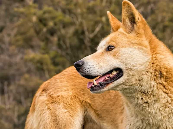 Bản năng của loài chó Lài (chó Dingo) là tính hoang dã, thích săn bắt vì chân cao và sức khỏe khá dai. Đặc biệt, loài chó có ngoại hình trông hiền lành này có tính kỷ luật cao, nghe lời chủ và thực sự trung thành.