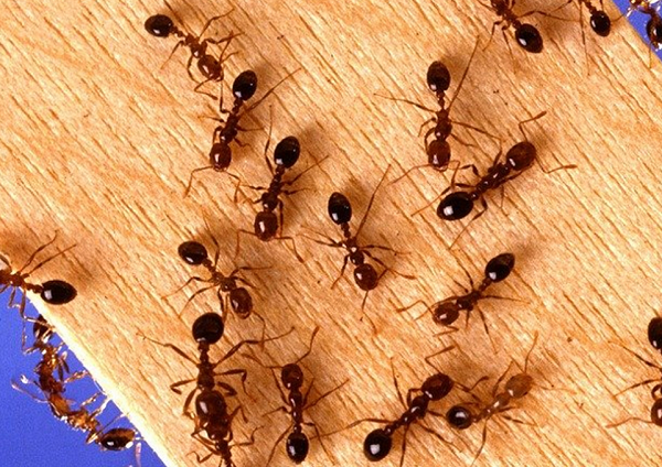 Kiến có 12.000 loài khác nhau, sinh sống ở nhiều môi trường và nhiệt độ trên khắp thế giới. Sinh vật này được các nhà khoa học cho rằng có thể tồn tại ở nhiều loại nhiệt độ, áp suất và các kiểu thời tiết khác nhau.