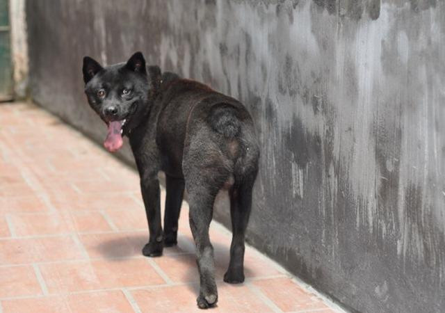 Do dai sức và phù hợp với đi rừng, loại chó này thường xuyên được huấn luyện trở thành cảnh khuyển cho lực lượng công an các tỉnh phía Bắc.
