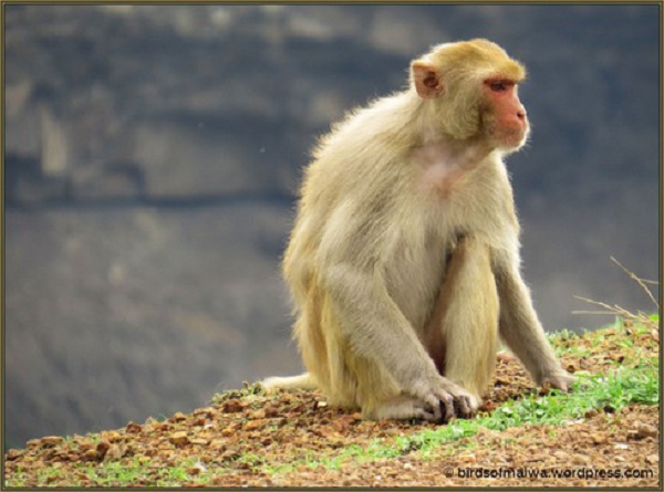 Khỉ vàng (Macaca mulatta) cũng thuộc loài động vật rừng nguy cấp, quý hiếm thuộc nhóm IIB trong Nghị định số 32 ngày 30/3/2006 của Chính phủ.