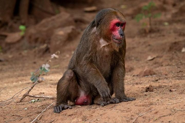 Khỉ mặt đỏ thuộc họ Khỉ Cercopithecidae bộ Linh trưởng Primates. Trước năm 1975, loài này còn gặp rất phổ biến ở các khu rừng. Tuy nhiên từ đó đến nay tình trạng của loài thay đổi rõ rệt, số lượng quần thể giảm mạnh, số lượng tiểu quần thể hiện nay khoảng >50.