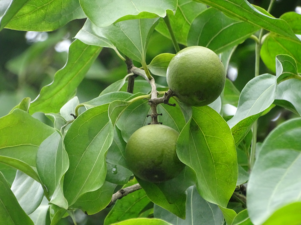 Mặt hạt phủ một lớp lông tơ bóng mượt mọc ngả theo chiều từ tâm hạt tỏa ra xung quanh. Rốn hạt là một lỗ chồi nhỏ ở giữa một mặt hạt.
