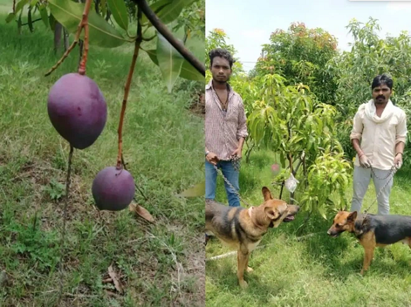 Cặp vợ chồng mang về và chăm sóc tới khi nó ra quả lần đầu tiên. Vào năm ngoái, họ mới biết đây thực chất là giống Miyazaki, một trong những loại xoài đắt nhất thế giới.