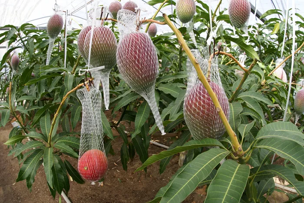 Đúng như tên gọi của mình, loại trái cây này có vỏ màu đỏ rực rỡ như ánh mặt trời, quả nào cũng tròn căng, mọng nước trên cành, phần thịt thì vàng ươm, thơm lừng với vị ngọt khiến không ai có thể cưỡng lại được.
