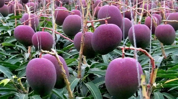 Những quả xoài trông rất khác so với quả của các giống xoài thông thường. Chúng to và có màu đỏ ruby. Trước khi biết được tên thật của nó, Sankalp đã gọi cây xoài này là Damini.