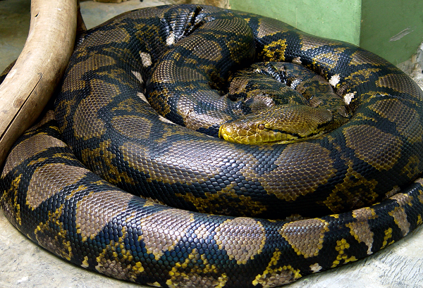 Trăn gấm có tên khoa học là Python reticulatus, đây loài bò sát dài nhất thế giới. Chúng có đầu dài, nhỏ, màu vàng nhạt hay nâu, có một vệt xám đen mảnh chạy dọc chính giữa từ mõm tới gáy nối liền với vết trên lưng. Trên thân và đuôi có các đường xám đen nối với nhau tạo thành dạng mắt dưới nổi trên nền màu vàng nâu.