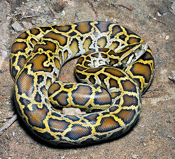 Trăn đất có tên khoa học là Python molurut, chúng có kích thước, trọng lượng lớn nhất trong các loài trăn được tìm thấy ở Việt Nam với kích thước trung bình 4-6 m, một số cá thể dài khoảng 8 m và nặng hơn 100 kg.