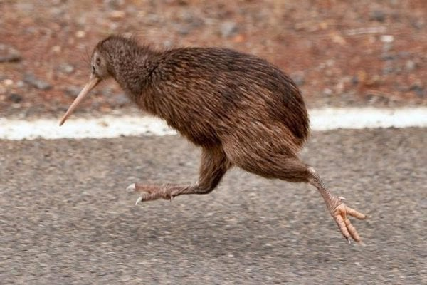 Chim kiwi có bộ lông màu nâu xám độc đáo tựa lông tơ phủ khắp cơ thể. Xung quanh mỏ có rau đóng vai trò là cơ quan xúc giác. Chúng bị mù màu, không có khả năng tự vệ.