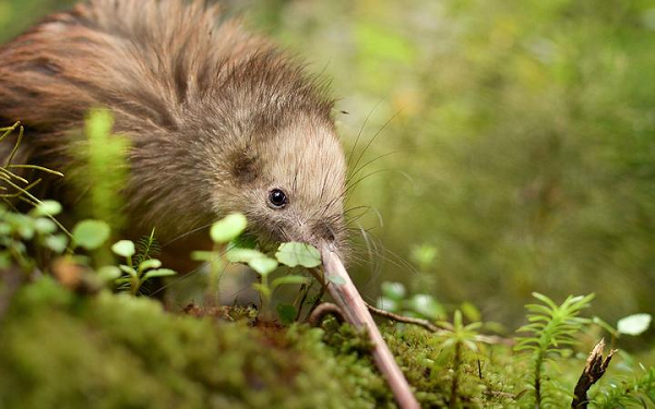 Cả hai buồng trứng của chim kiwi đều có thể hoạt động (các loài chim khác chỉ có buồng trứng bên trái là hoạt động). Trứng của nó có kích thước lớn, bằng 20% kích thước cơ thể.