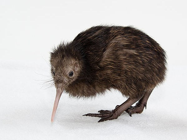 Hiện còn khoảng 68.000 chú chim kiwi ở New Zealand. Chúng là một loài có nguy cơ tuyệt chủng. New Zealand đã xây dựng rất nhiều các khu bảo tồn kiwi và các chương trình nhân giống trên khắp đất nước.