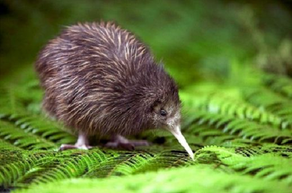Kiwi là một loài chim có cánh rất nhỏ và không biết bay – tên trong tiếng Latinh của chúng là Apteryx, có nghĩa là không có cánh. Kích thước của chúng bằng một con gà, cao khoảng 51cm và nặng 1kg.