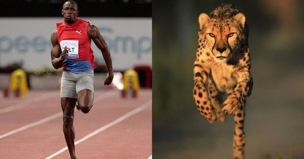 Tuy nhiên, báo săn Cheetah lại không thể thắng con người nếu chuyển sang chạy đường dài. Chúng ta thậm chí có thể thắng những con sói, lạc đà hay cả ngựa.