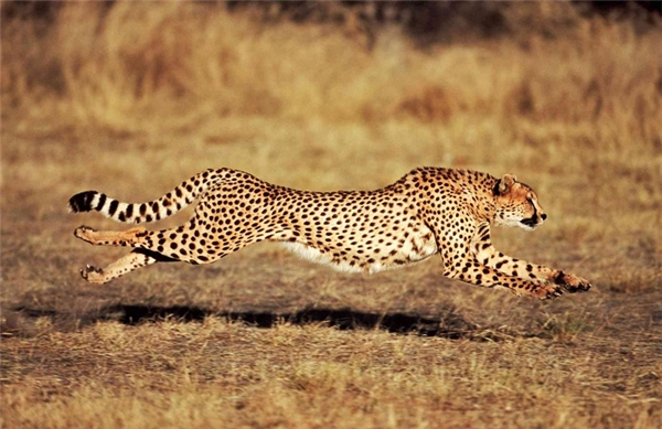 Từ trước đến nay, chúng ta luôn biết rằng báo săn Cheetah là loài động vật chạy nhanh nhất thế giới. Chúng có thể hoàn thành đoạn đường 100m chỉ với 5,95 giây. Trong khi đó, người chạy nhanh nhất thế giới cần tới 9,58 giây.