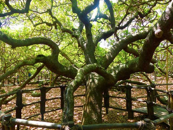 Tán lá của cây đào lộn hột Pirangi che phủ diện tích lên đến hai héc-ta, tương đương kích cỡ của hai sân bóng, và gấp 70 lần cây cùng loài.