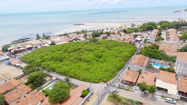 Quả thật là một loại quả khô, hình quả thận, nặng 5 – 9g, vỏ mầu xám, cuống quả phình to bằng quả trứng màu vàng, đỏ hay trắng, làm cho ta có cảm giác phần cuống phình ra là quả và quả thật là hạt do đó có tên là “Đào lộn hột”