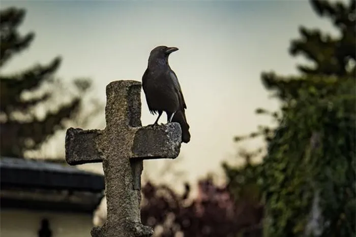 6. Quạ Carrion: Quạ Carrion được liên kết với cái chết và hủy diệt trong văn hóa dân gian Ireland, với Badb, một thần chiến tranh, có hình dạng con quạ.
