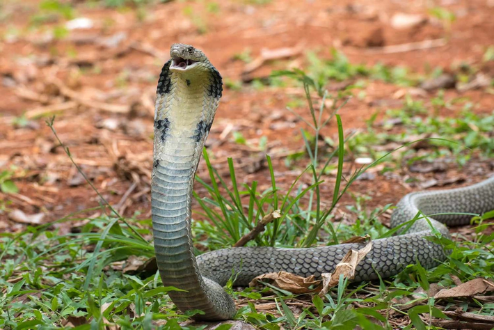 Trong một sự kiện hy hữu khác, một cậu bé 8 tuổi ở Chhattisgarh, Ấn Độ, đã tự vệ bằng cách cắn chết một con rắn hổ mang sau khi bị cắn.