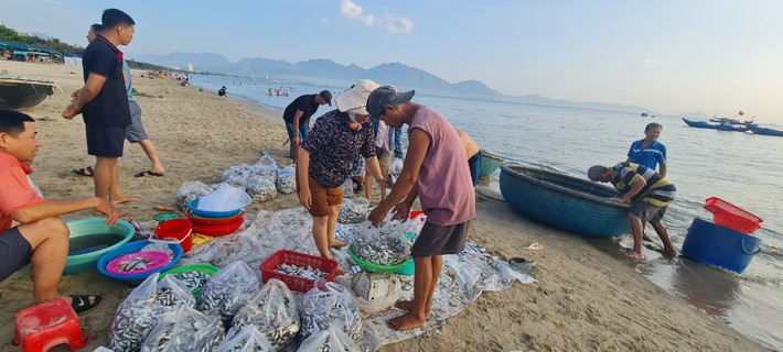 Ngư dân nhanh tay cân cá đổ vào bao để giao cho các thương lái.
