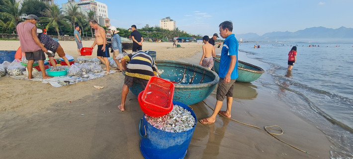 Những chiếc thuyền thúng đầy cá vừa được kéo lên bờ.