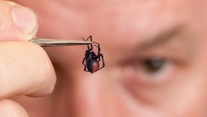 2. Nhện lưng đỏ (Redback Spider): Nhện lưng đỏ, họ hàng gần của nhện góa phụ đen, có dấu đỏ trên lưng. Loài nhện này phổ biến ở Úc và có nọc độc mạnh mẽ có thể gây đau đớn dữ dội, buồn nôn, sốt và co thắt cơ. Mặc dù hiếm khi gây tử vong, vết cắn của nhện lưng đỏ vẫn cần được điều trị y tế.(Ảnh: ABC)
