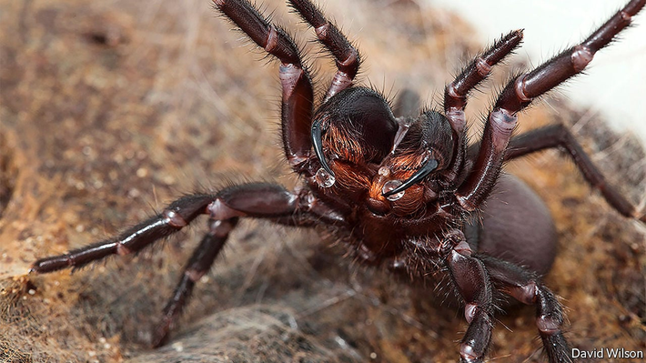 5. Nhện lưới phễu Sydney (Sydney Funnel-Web Spider): Nhện lưới phễu Sydney là một trong những loài nhện độc nhất thế giới, phổ biến ở vùng Sydney, Úc. Nọc độc của chúng chứa atraxotoxin, gây ra triệu chứng nhanh chóng như co giật, buồn nôn, khó thở và tử vong nếu không được điều trị kịp thời. Tuy nhiên, nhờ vào việc phát triển chất chống độc, tỷ lệ tử vong từ vết cắn của nhện lưới phễu đã giảm đáng kể.(Ảnh: The Economist)