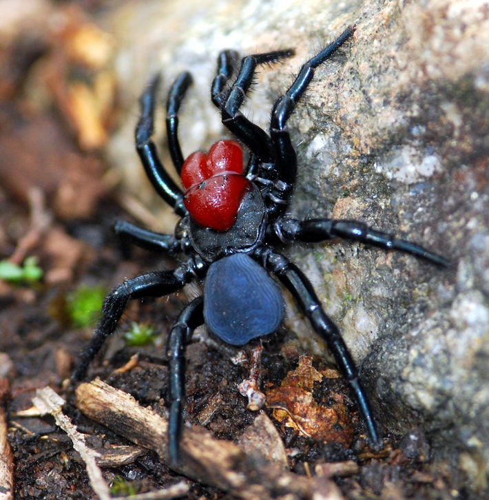 6. Nhện chuột (Mouse Spider): Nhện chuột có mặt ở Úc và có nọc độc tương tự như nhện lưới phễu Sydney. Mặc dù vết cắn của chúng không phổ biến như của nhện lưới phễu, nhưng vẫn cần được chăm sóc y tế ngay lập tức. Triệu chứng có thể bao gồm đau đớn dữ dội, sưng và khó thở.(Ảnh: Wikipedia)