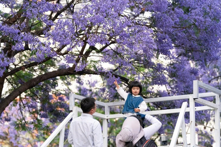 Du khách đến đây sẽ thích thú bởi những con đường có hàng phượng tím dài hàng kilomet ở hai bên. Ảnh