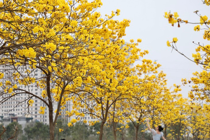 Cây hoa phong linh còn được gọi là cây chuông vàng, có nguồn gốc từ Nam Mỹ. Loại cây này phổ biến ở các vùng nhiệt đới và cận nhiệt đới.