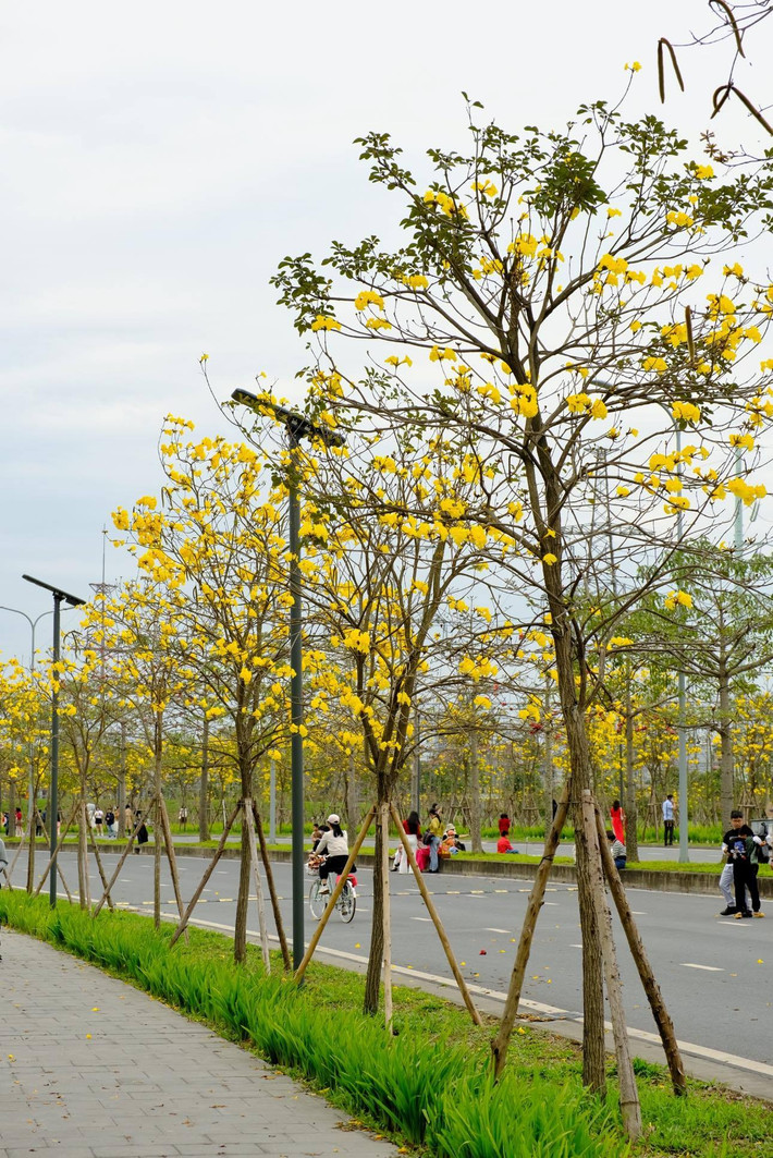 Ngoài giá trị thẩm mỹ, hoa phong linh còn có hương thơm dịu nhẹ, giúp tạo bóng mát và cải thiện không khí.