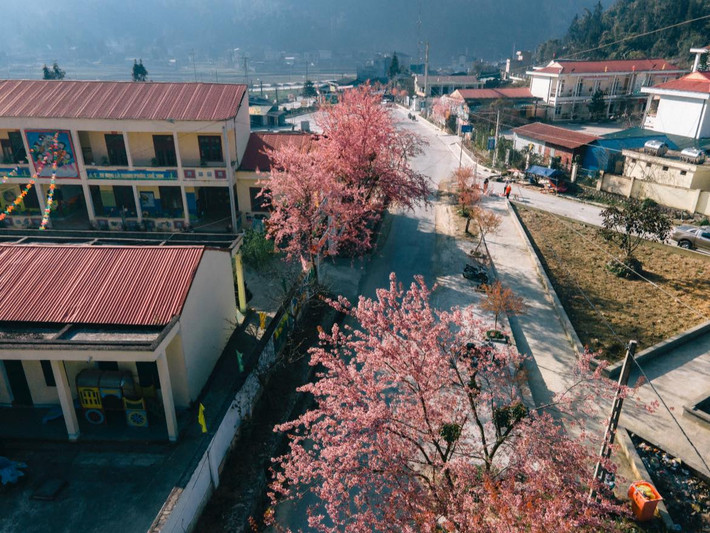 Hà Giang, vùng đất địa đầu Tổ quốc, không chỉ nổi tiếng với cảnh sắc thiên nhiên hùng vĩ và văn hóa bản địa đặc sắc, mà còn được biết đến là một trong những điểm ngắm hoa anh đào đẹp nhất châu Á. Ảnh Blog của Rọt