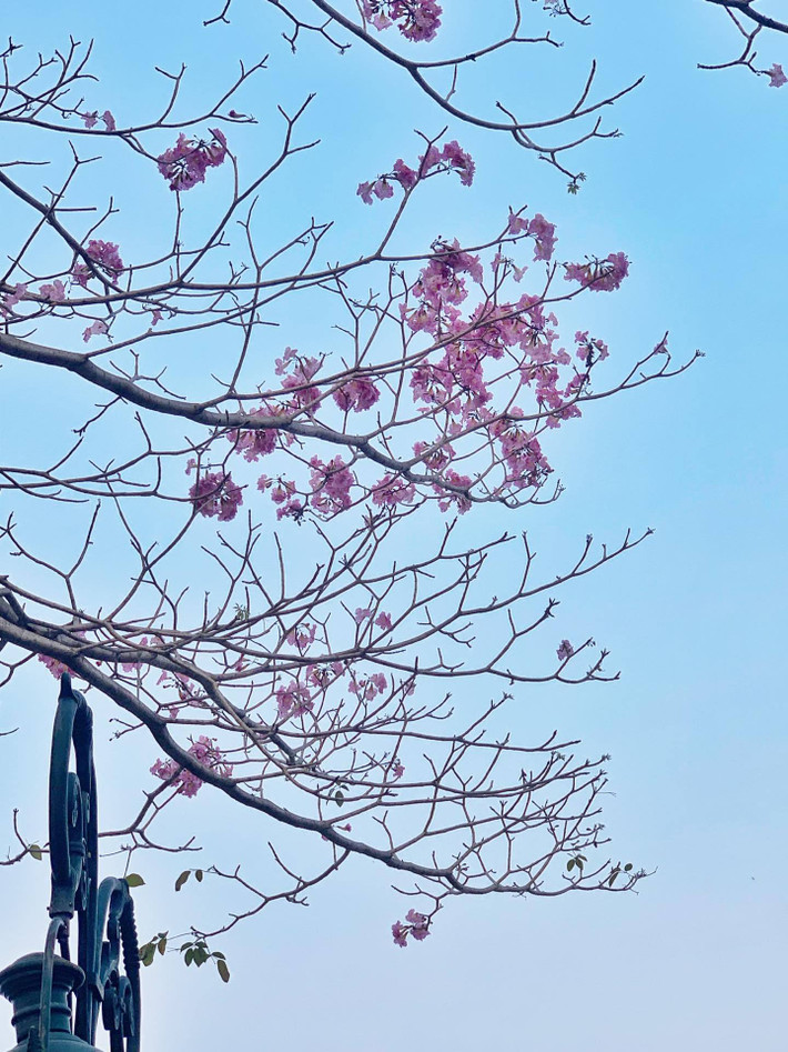 Loài hoa kèn hồng chỉ nở rộ được thời gian ngắn - khoảng một tuần, rồi nhanh chóng rơi rụng… Thay vào đó là một lứa lá lộc xanh mới. Ảnh Internet