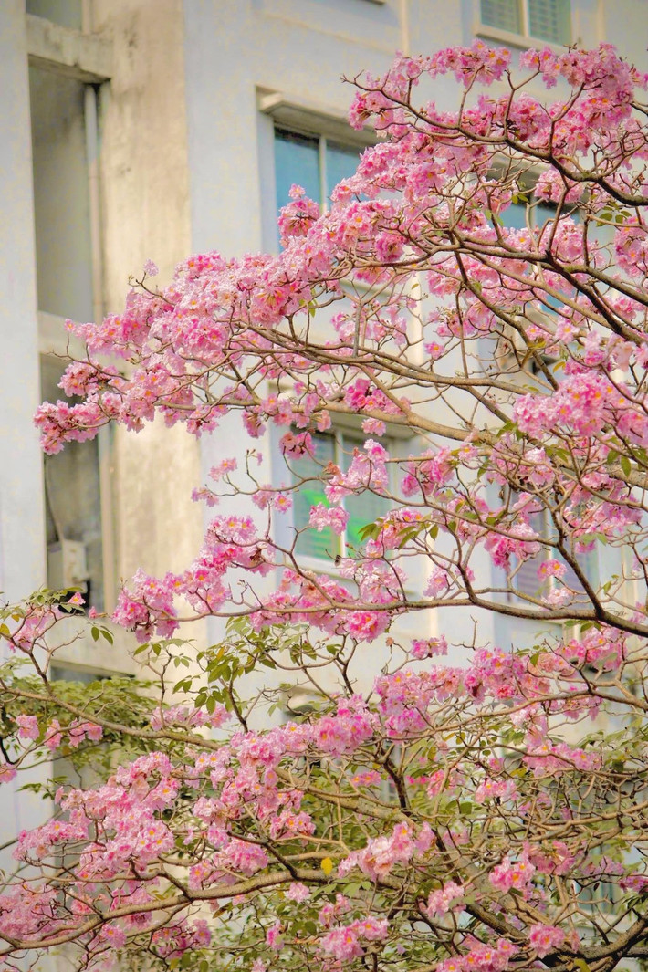 Hoa kèn hồng, hay còn được gọi là hoa chuông hồng, là loài hoa có xuất xứ từ châu Mỹ, thường nở rộ vào những ngày đầu tháng 3 đến tháng 6. Ảnh manh_meo_262