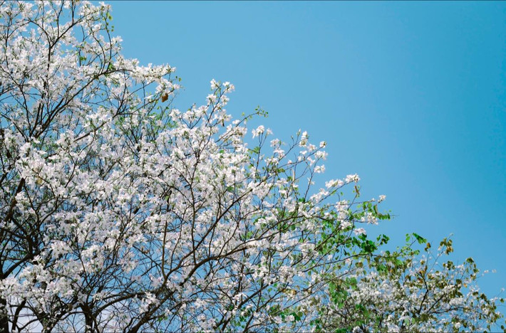 Rừng hoa ban cổ thụ ở Nặm Cứm là điểm đến không thể bỏ qua đối với những ai yêu thích thiên nhiên và muốn tìm về vẻ đẹp nguyên sơ của núi rừng Tây Bắc. Nếu bạn đang lên kế hoạch du lịch Điện Biên vào mùa xuân, đừng quên ghé thăm rừng ban Nặm Cứm để tận hưởng khoảnh khắc đẹp tựa cổ tích này.