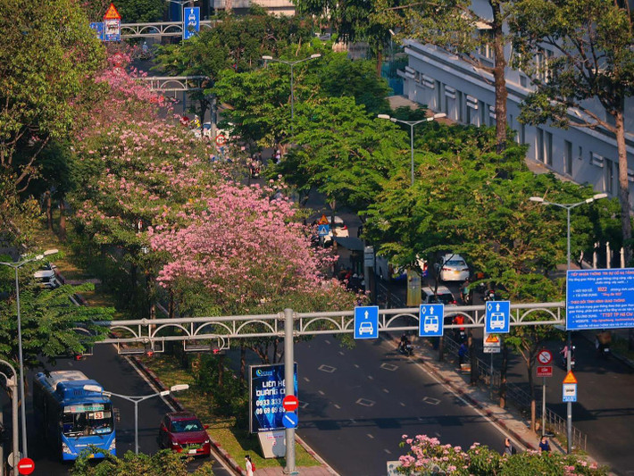 Tháng Ba về, khi Hà Nội còn vương chút lạnh, thì Sài Gòn đã kịp khoác lên mình một sắc hồng dịu dàng của kèn hồng. Ảnh Nhất Ý