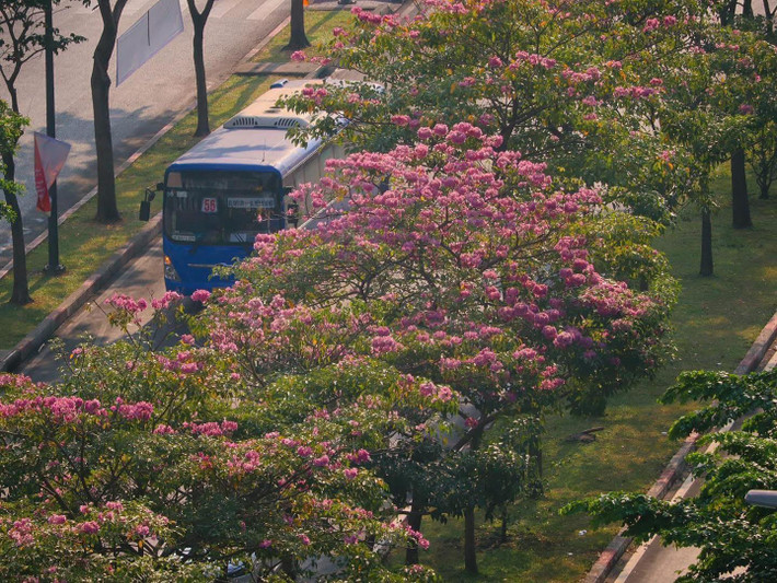 Loài hoa không rực rỡ như phượng vĩ, không lộng lẫy như mai vàng, nhưng mỗi lần xuất hiện lại khiến lòng người xao xuyến. Ảnh Nhất Ý