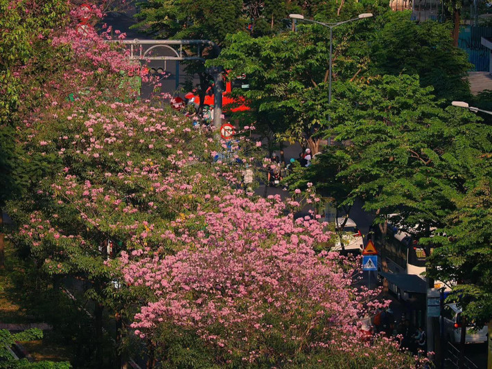 Hoa có hình dạng giống chiếc chuông, màu hồng phấn tựa như hoa anh đào, mọc thành từng chùm từ 10 đến 20 bông trên đầu cành. Ảnh Nhất Ý