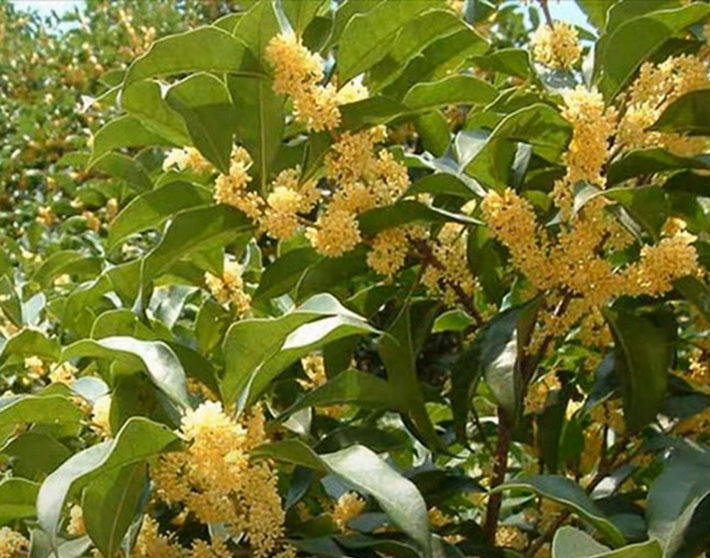 Với vẻ đẹp, ý nghĩa phong thủy và giá trị y học, mộc hương là lựa chọn lý tưởng cho những người yêu cây cảnh và muốn cải thiện không gian sống.(Ảnh:Báo Người Lao Động)