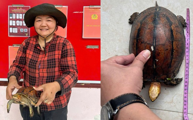 Bà Hồng đã giao nộp rùa cho Công an xã Đại Đồng. Rùa nặng 1kg, dài 25 cm và có đặc điểm giống loài rùa hộp trán vàng. Công an xã đã bàn giao rùa cho Hạt kiểm lâm Bắc Quảng Nam xử lý theo quy định. Công an xã tuyên dương bà Lê Thị Hồng và khuyến khích người dân khi phát hiện động vật quý hiếm nên báo cáo và giao nộp cho cơ quan chức năng. (Ảnh: Báo Tiền phong)
