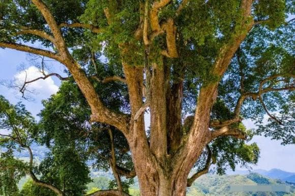 Hiện tại, nanmu vàng được bảo vệ như một "cây quốc gia" tại Trung Quốc và chỉ có thể khai thác với giấy phép đặc biệt.(Ảnh: DNVN)