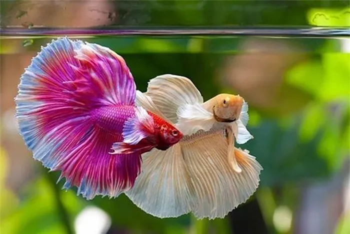 Người chơi cá thường lai tạo cá Xiêm để tạo ra những cá thể độc đáo về màu sắc và hình dáng, dù quá trình này đòi hỏi sự kiên nhẫn và kỹ thuật cao.(Ảnh: DNVN)