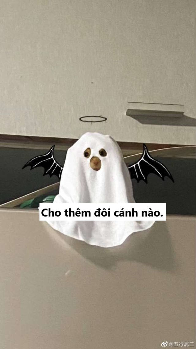 Cô gái này dùng mảnh vải tròn màu trắng và biến tấu vài đường kéo cơ bản dựa trên số đo của chú hamster cực đáng yêu.