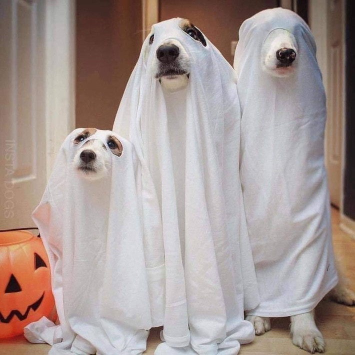 Vào dịp lễ hóa trang Halloween, không chỉ người mà các thú cưng cũng sẽ được ăn diện để đi “trẩy hội”.