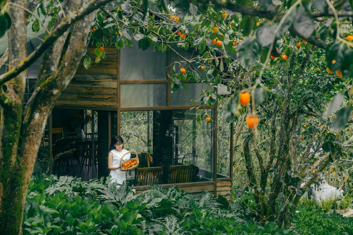 Ngoài phục vụ đồ uống như những tiệm cà phê thông thường, du khách đến đây có thể tự tay ra vườn hái hồng chín. Địa chỉ: Quốc lộ 20, Xuân Trường. Ảnh: Tiệm Cà Phê Vườn Hồng Nhà Tom