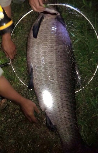 Cũng trong tháng 5/2016, anh Bùi Minh Quyết, 40 tuổi, quê ở Hà Nội cùng bạn bè đi câu cá tại một hồ ở xã Ninh Sở, huyện Thường Tín, Hà Nội. Anh vô cùng bất ngờ và vui mừng khi câu được con cá trắm đen nặng 35kg, dài khoảng 1,3m.