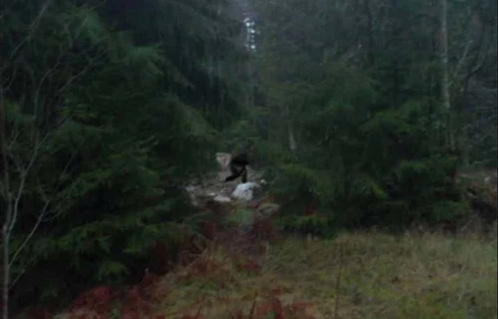 Trong những thập kỷ sau đó, một số nhân chứng kể rằng đã nhìn thấy Bigfoot từ xa. Họ mô tả sinh vật bí ẩn có cơ thể to lớn, cao khoảng 2-3m, trọng lượng hơn 230 kg. Bigfoot được bao phủ trong lớp lông màu đen hoặc nâu sẫm. Sinh vật giống linh trưởng cao lớn đầy lông đi bằng hai chân này thường thoắt ẩn, thoắt hiện, rất khó bắt gặp.