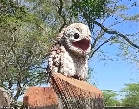 Nổi bật với chiếc mỏ to đùng và kích thước mồm ngang ngửa với hố bom, chim Potoo săn mồi chủ yếu vào ban đêm, chủ động săn đuổi côn trùng như châu chấu và bọ cánh cứng.
